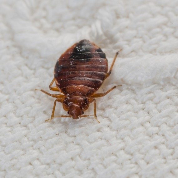 Bed Bugs, Pest Control in Leyton, E10. Call Now! 020 8166 9746