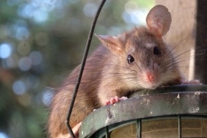 Rat extermination, Pest Control in Leyton, E10. Call Now 020 8166 9746