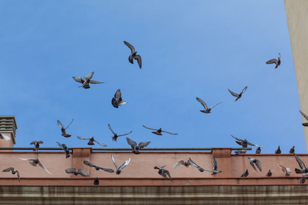 Pigeon Control, Pest Control in Leyton, E10. Call Now 020 8166 9746