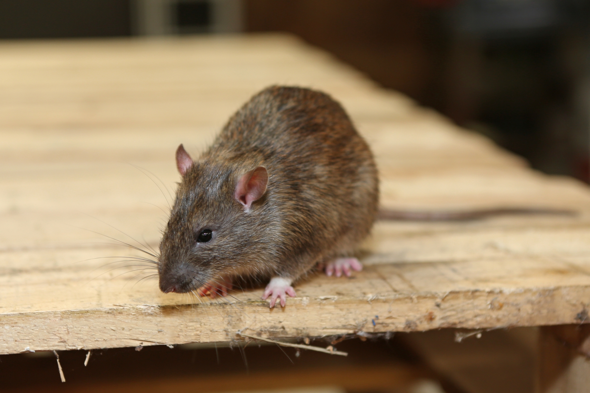 Rat Infestation, Pest Control in Leyton, E10. Call Now 020 8166 9746