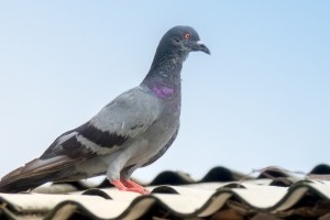 Pigeon Pest, Pest Control in Leyton, E10. Call Now 020 8166 9746