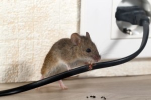 Mice Control, Pest Control in Leyton, E10. Call Now 020 8166 9746